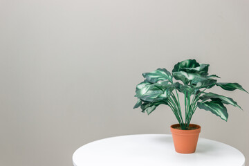 Green flower in a pot teracot on the table against the background of a gray wall. Creative interior background. Modern interior.