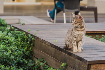 cat in an urban environment