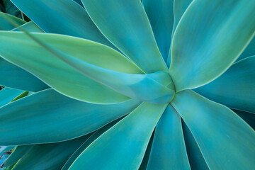 Agave green. Cactus backdround, cacti design or cactaceae pattern.