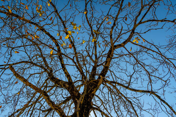 Lonely tree with bare branches in winter season