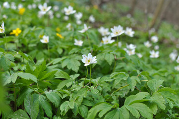 In the wild bloom early spring perennial plant Anemone nemorosa