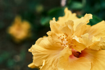 Fototapeta na wymiar Yellow hibiscus flower in bloom