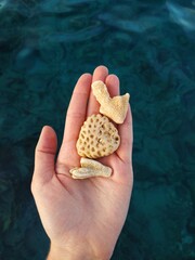 Top down view of dry corals in the hand and the sea in the background