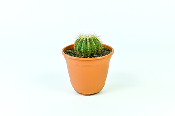 Golden barrel cactus in terracota pot.