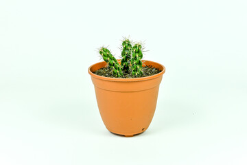 spiny cactus in terracota pot.