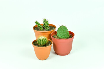 Spiny cactus in terracota pot.