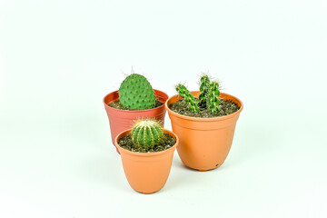 Spiny cactus in terracota pot.