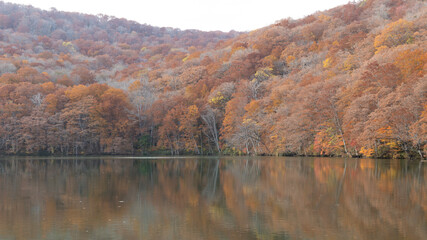 autumn in the forest