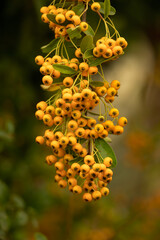 Closeup of berries of yellow Pyracantha in autumn in a garden in autumn