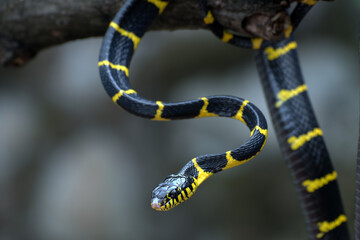 The gold-ringed cat snake in various position 