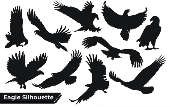 Collection of bird eagle silhouettes in different positions