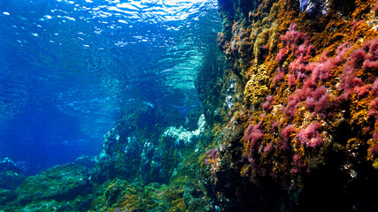 Fototapeta na wymiar Colors in the ocean. Beautiful underwater landscape when scuba diving.