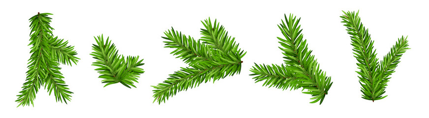 Pine tree branch isolated fir vector decoration xmas green background evergreen transparent spruce - obrazy, fototapety, plakaty