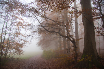 Nebewald im Kaiserstuhl