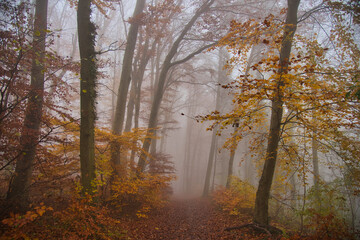 Nebewald im Kaiserstuhl