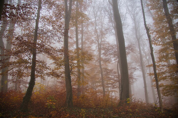 Nebewald im Kaiserstuhl