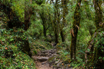 Stone footpath in fantastic green tropical jungle. Rainforest in Nepal, Himalaya