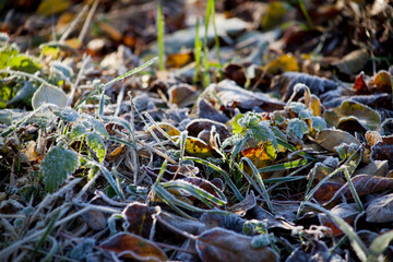 Frosty  leaves in the winter garden.