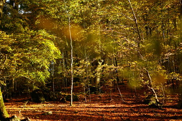 Fototapeta na wymiar Beechwood in autumn in Soriano nel Cimino, Lazio, Italy