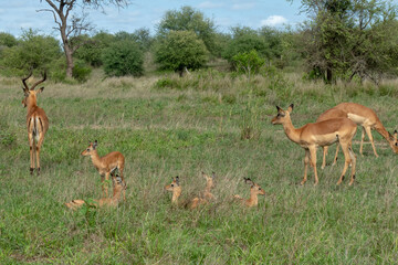Impala antelope calves - Aepyceros melampus - lying in long green grass while the adult impala are grazing around them.  Location: Kruger National Park, South Africa.