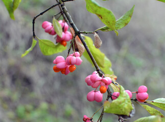 On a branch of euonymus europaeus ripened fruits with boxes