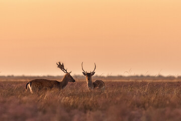 Two red deer on the swampy lowlands of the deserted island of Dzharylhach. Sunrise on the island of Dzharylhach. Ukraine