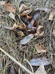 autumn foliage