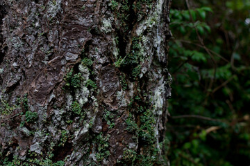 Lichen and moss on a tree trunk in the forest