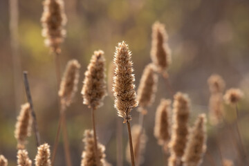 closeup of grass in the sun