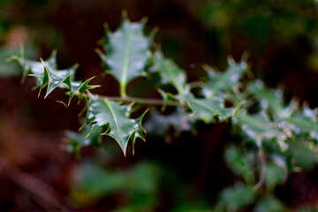 Holly leaves in the forest close up