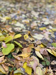 autumn leaves on the ground