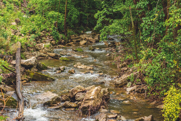 stream in the forest