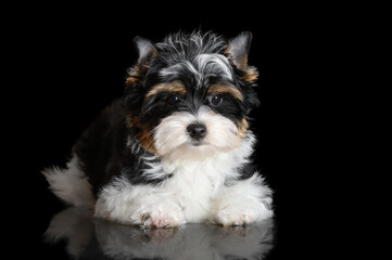 cute biewer terrier puppy lying down on black background, studio portrait