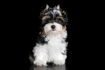 biewer terrier puppy on black background, studio portrait