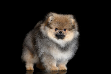 beautiful pomeranian spitz puppy standing on black background