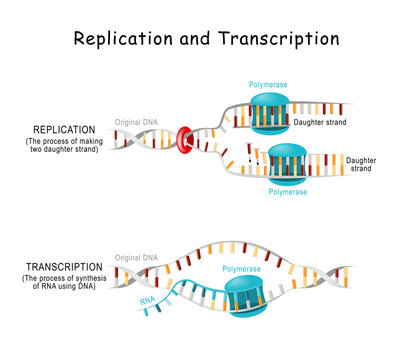 DNA Replication And Transcription