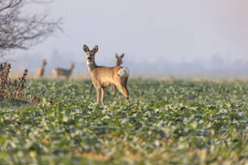 Deers on a green winter rapeseed field in a late autumn morning