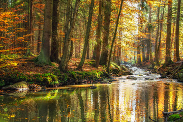 Beautiful autumn day in a colorful forest with a flowing river in the Czech Republic