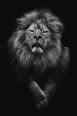 Fototapeta na wymiar Lion (Panthera leo krugeri) lying and looking at the camera, portrait in the dark
