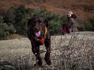Chocolate labrador and female owner with oak valley in autumn in the background.