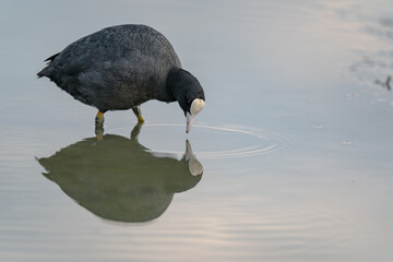 The Common Coot (Fulica atra)