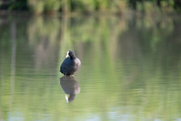 The Common Coot (Fulica atra)