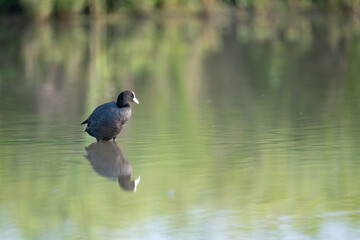 The Common Coot (Fulica atra)
