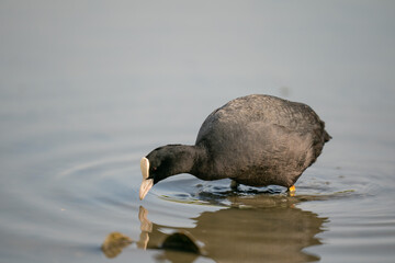 The Common Coot (Fulica atra)