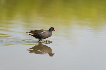 The common moorhen (Gallinula chloropus)