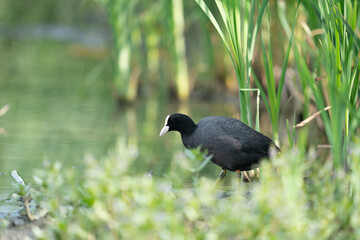 The Common Coot (Fulica atra)