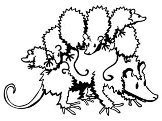 Possum Family Line Drawing