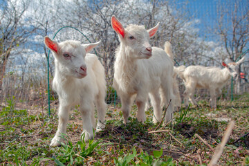 Goats from the village of Kozlovka	