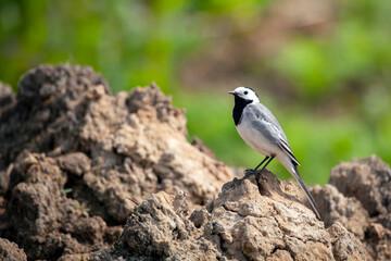 The white wagtail (Motacilla alba) is a small passerine bird family Motacillidae.
