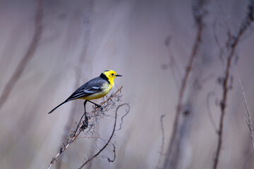 The citrine wagtail (Motacilla citreola) is a small songbird in the family Motacillidae.	